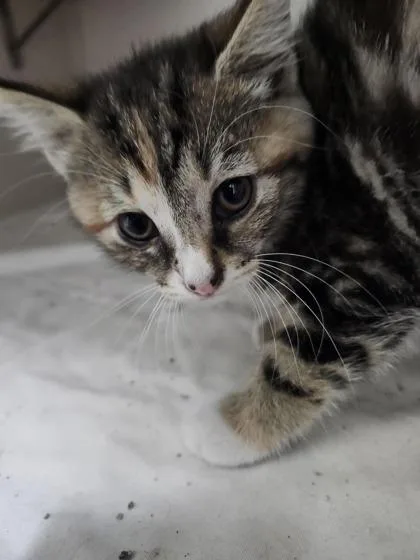 A young small-sized female Domestic Short Hair cat named Eevee for adoption in Columbus, IN