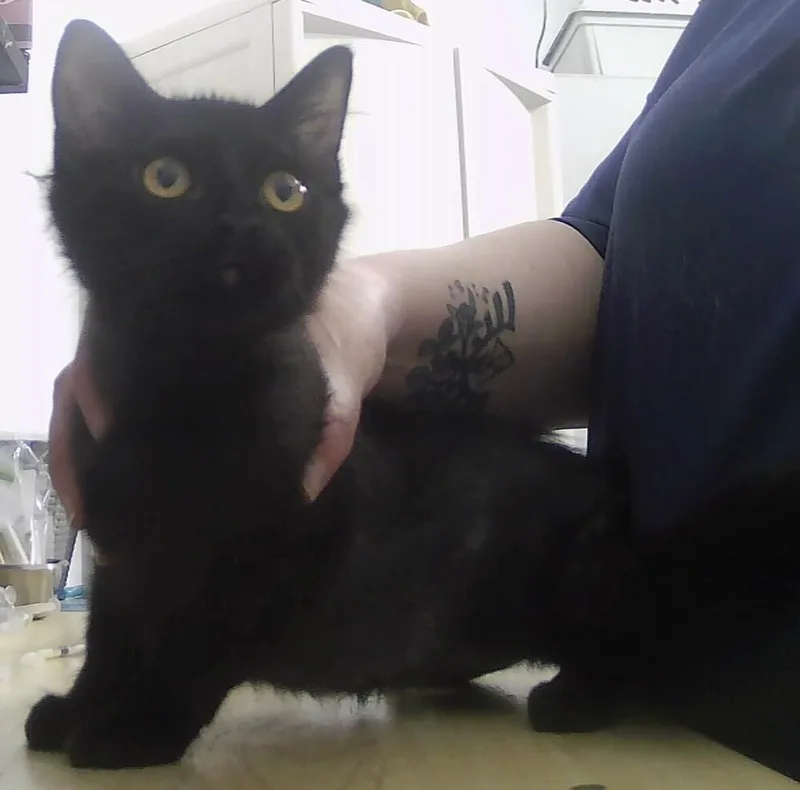 Piper