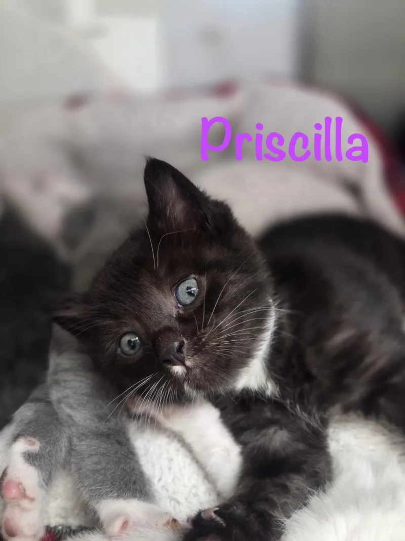 A baby medium-sized female Tuxedo cat named Priscilla for adoption in Crescent City, CA