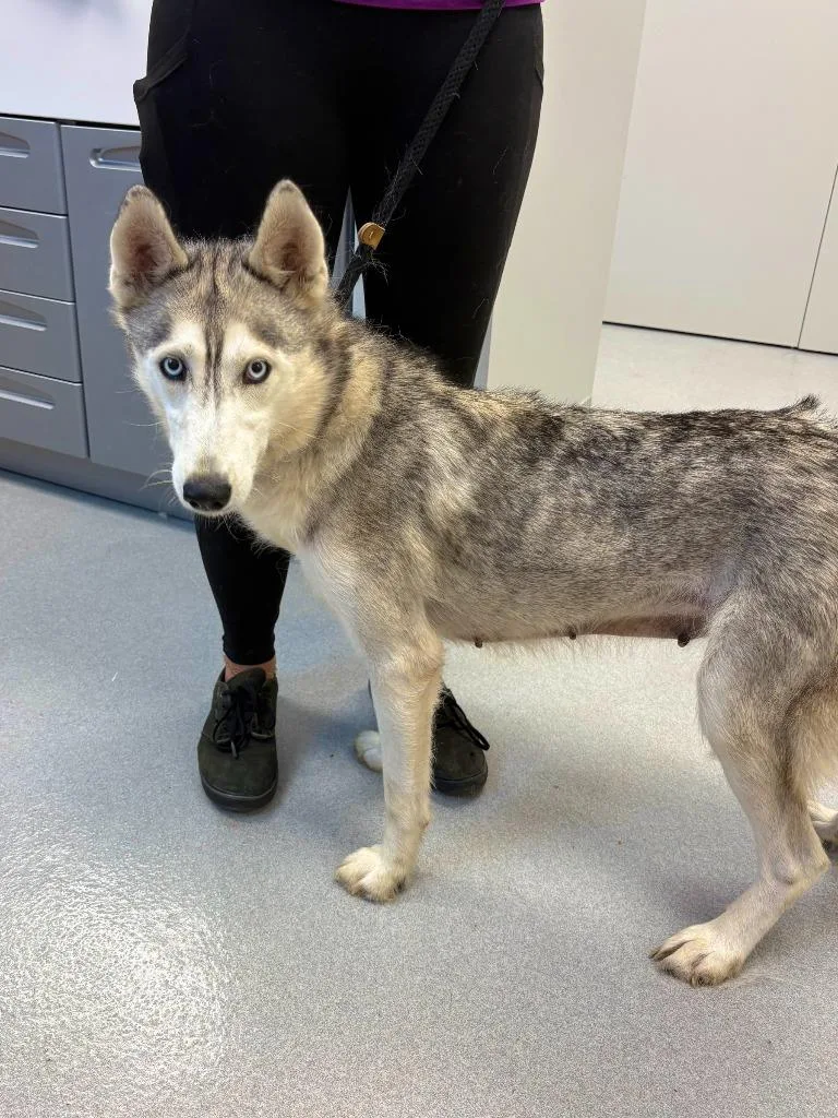An adult large-sized female Husky dog named Willow Tree for adoption in Chillicothe, OH