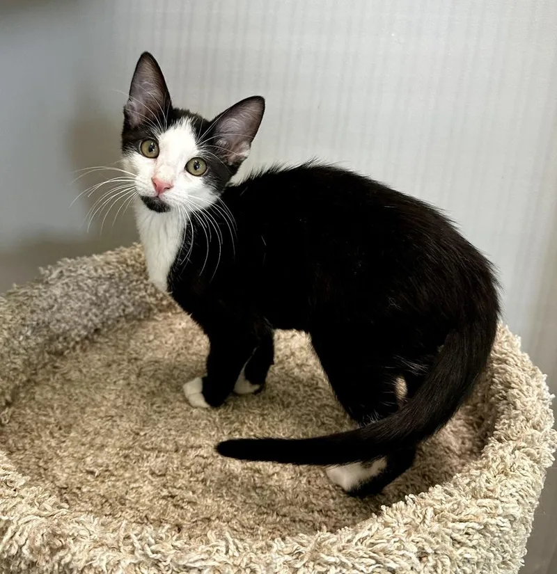 A baby small-sized male Black & White / Tuxedo Domestic Short Hair cat named Piper for adoption in Wellington, FL