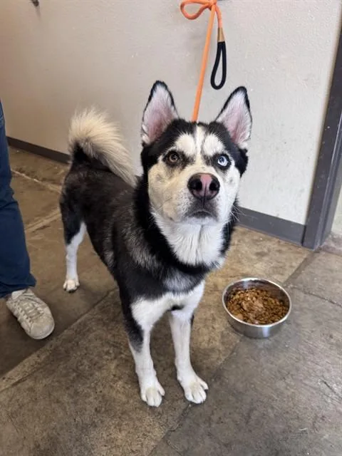 A young large-sized male Siberian Husky dog named Gunner for adoption in Ontario, CA