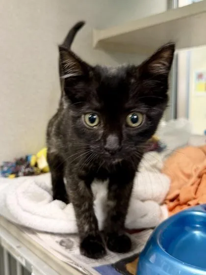 A baby small-sized female Domestic Short Hair cat named Lil J for adoption in New Orleans, LA