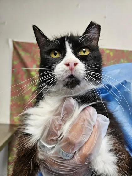 An adult medium-sized female Domestic Medium Hair cat named Panda for adoption in San Antonio, TX