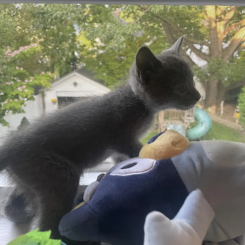 A baby small-sized female Black Domestic Short Hair cat named Salsa for adoption in Middle Village, NY