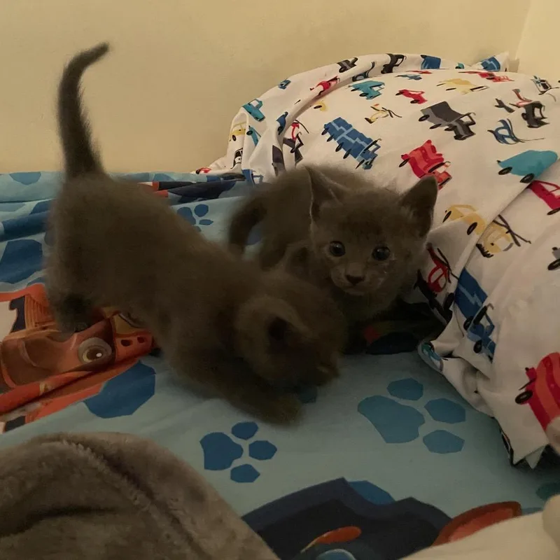 Salsa thumbnail 2