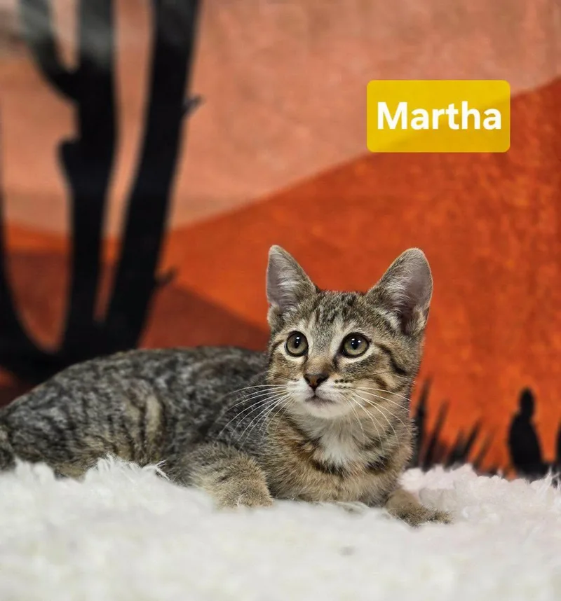 A young medium-sized female Tabby (Brown / Chocolate) Domestic Short Hair cat named Martha for adoption in Effingham, IL