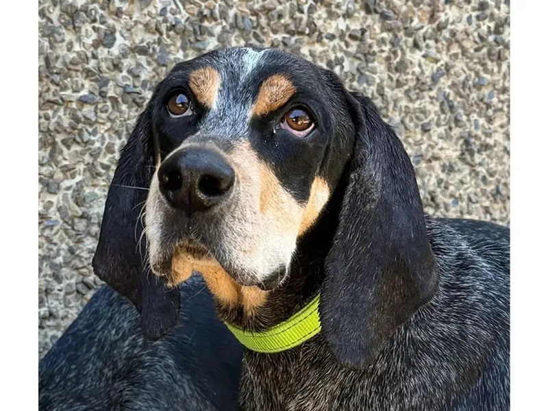 Maggie & Roscoe