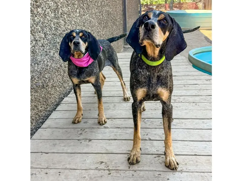 Maggie & Roscoe thumbnail 4