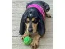 Maggie & Roscoe thumbnail 5