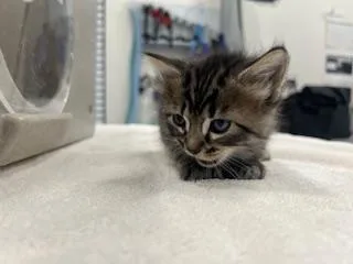 A baby small-sized female Domestic Short Hair cat named Star for adoption in Antioch, CA