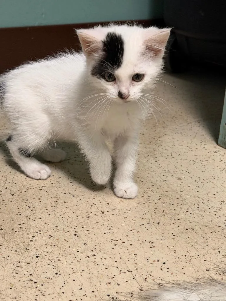 A baby medium-sized male Domestic Short Hair cat named Pedro for adoption in Amery, WI