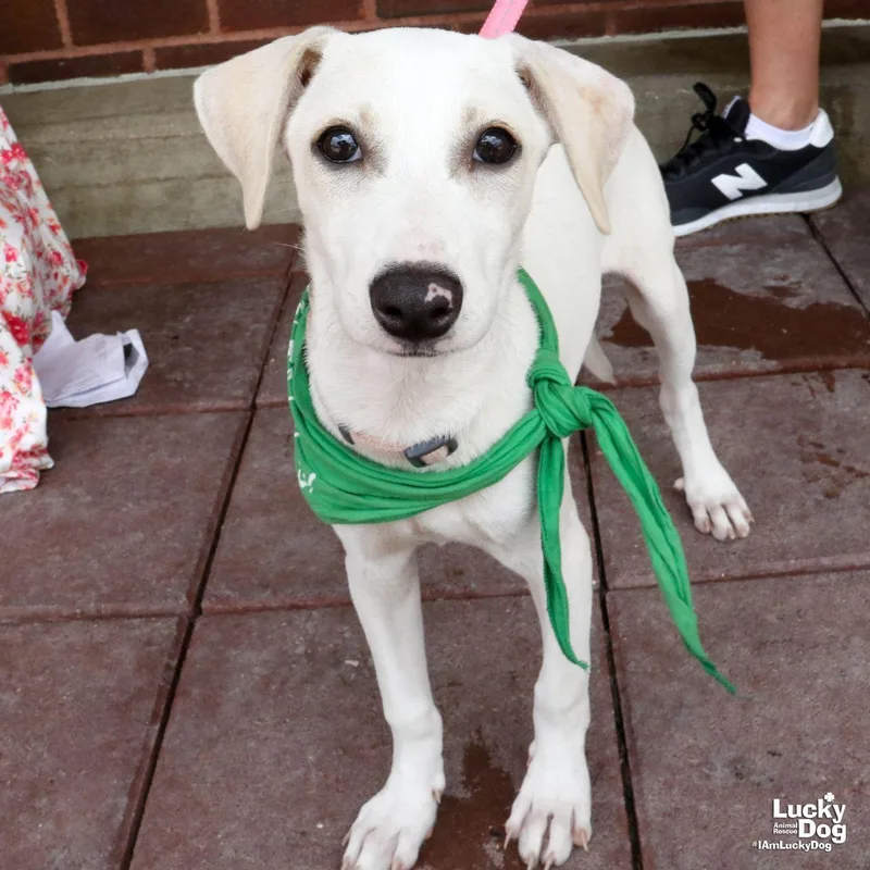 A baby medium-sized female Labrador Retriever dog named Ms. Mel for adoption in Washington, DC
