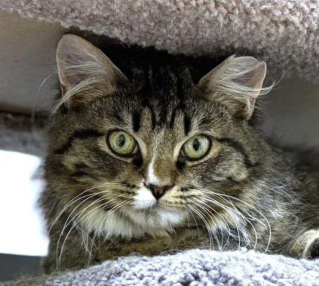 A young medium-sized male Domestic Long Hair cat named Thomas J for adoption in Dedham, MA