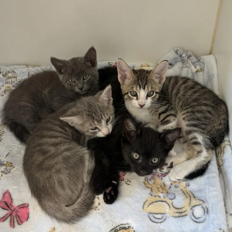 A baby small-sized female Black Domestic Short Hair cat named Raspberry for adoption in Oakland, CA