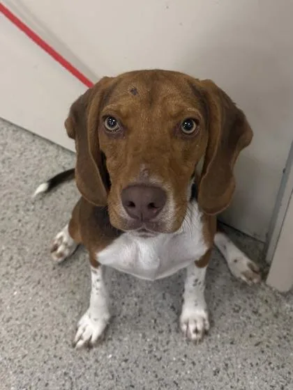 A young medium-sized male Beagle dog named Rio Grande for adoption in Fishers, IN