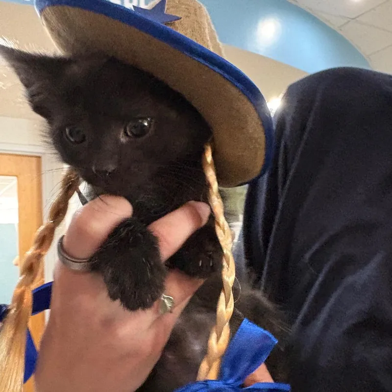 A baby small-sized male Black Domestic Short Hair cat named Eagle for adoption in Indianapolis, IN