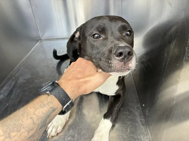 A young large-sized female Pit Bull Terrier dog named Love Bug for adoption in Phoenix, AZ