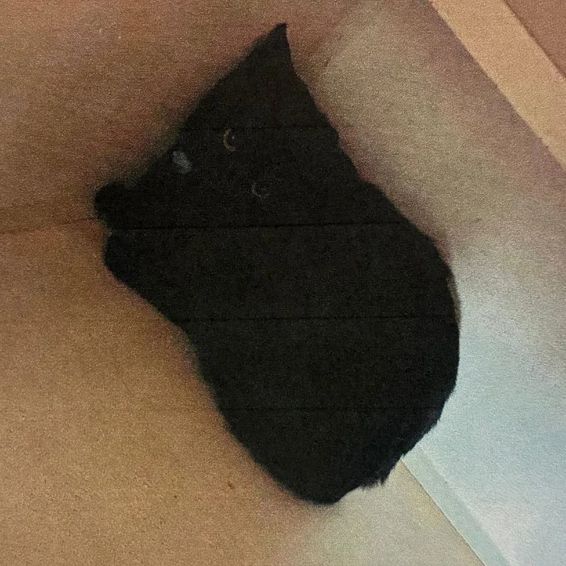 A baby small-sized female Black Domestic Short Hair cat named Fuji for adoption in Austin, TX