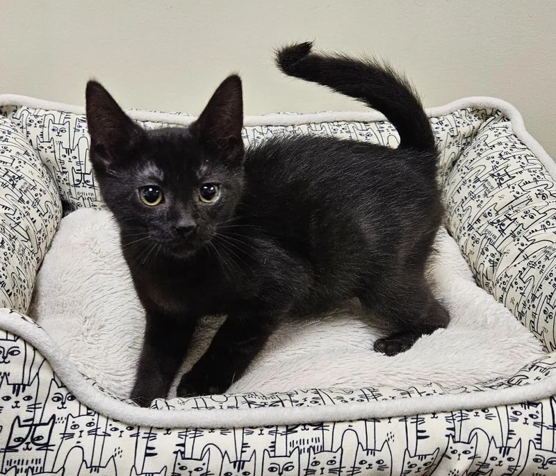 A baby small-sized male Domestic Short Hair cat named Gimli for adoption in Fremont, OH