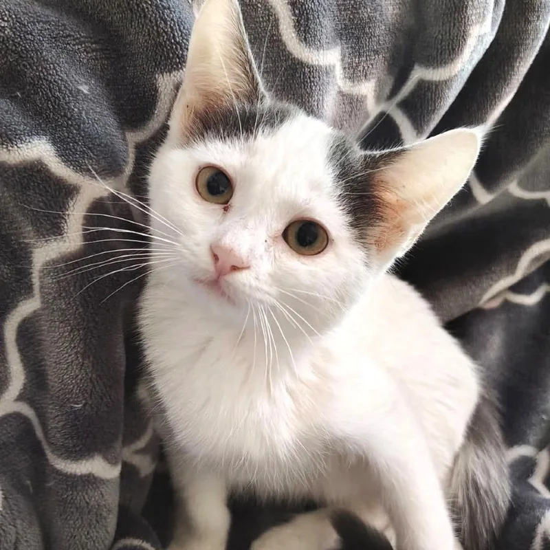 A baby medium-sized female White Domestic Short Hair cat named Arwen for adoption in Blackfoot, ID