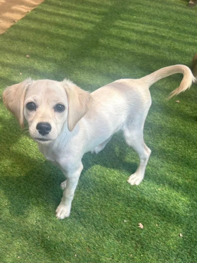 A baby medium-sized female White / Cream Terrier dog named Ashley for adoption in San Diego, CA