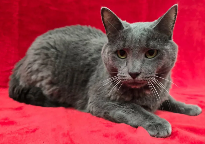 An adult medium-sized male Russian Blue cat named Elwood for adoption in Frankfort, IN