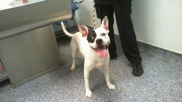 An adult large-sized male Pit Bull Terrier dog named Kane for adoption in Charlotte, NC