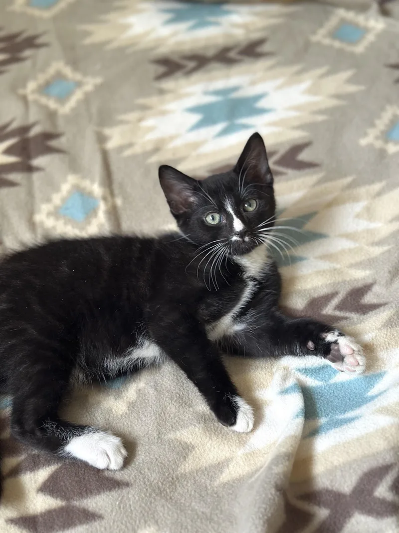 A baby medium-sized male Black & White / Tuxedo Domestic Short Hair cat named Okraso Friendly for adoption in Port Orange, FL