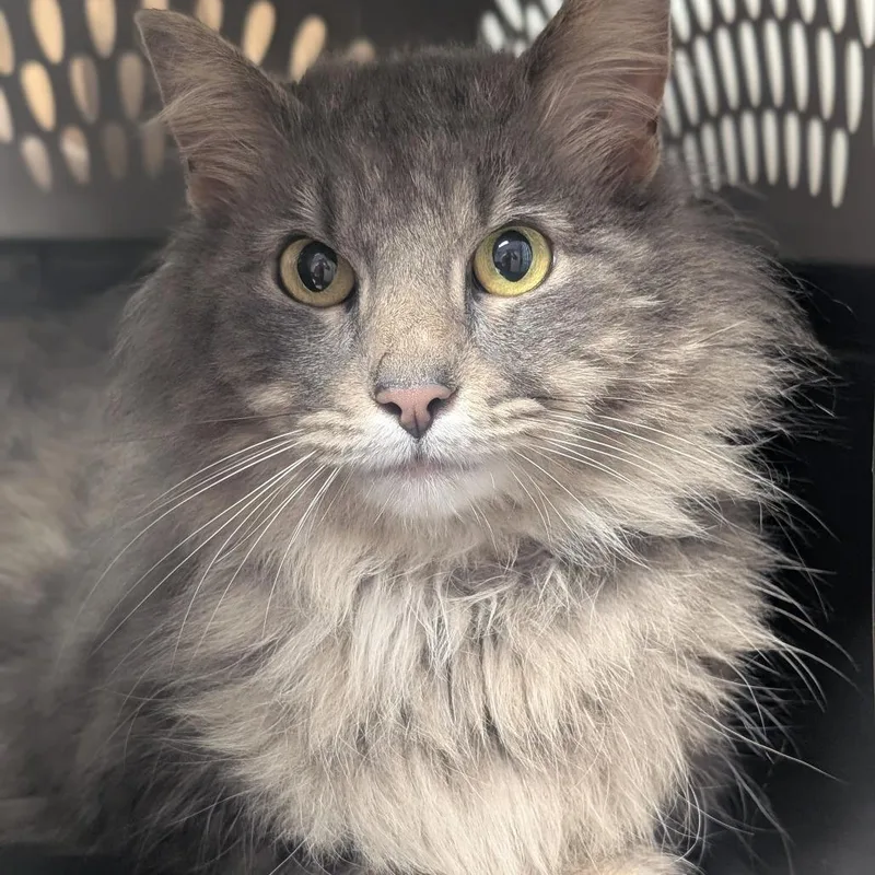 An adult medium-sized female Gray / Blue / Silver Domestic Long Hair cat named Monica for adoption in Watertown, NY