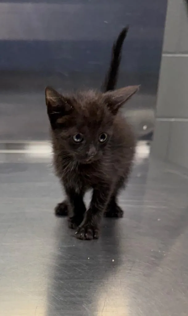 A baby small-sized male Domestic Short Hair cat named Dean for adoption in Missouri City, TX