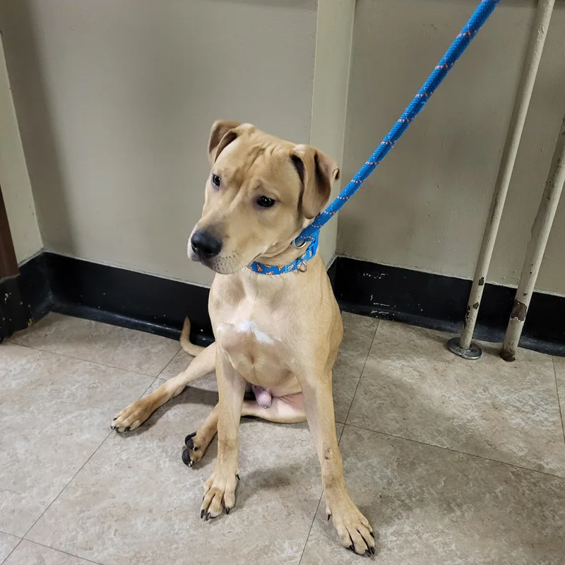An adult medium-sized male Pit Bull Terrier dog named Mozzie for adoption in Teterboro, NJ