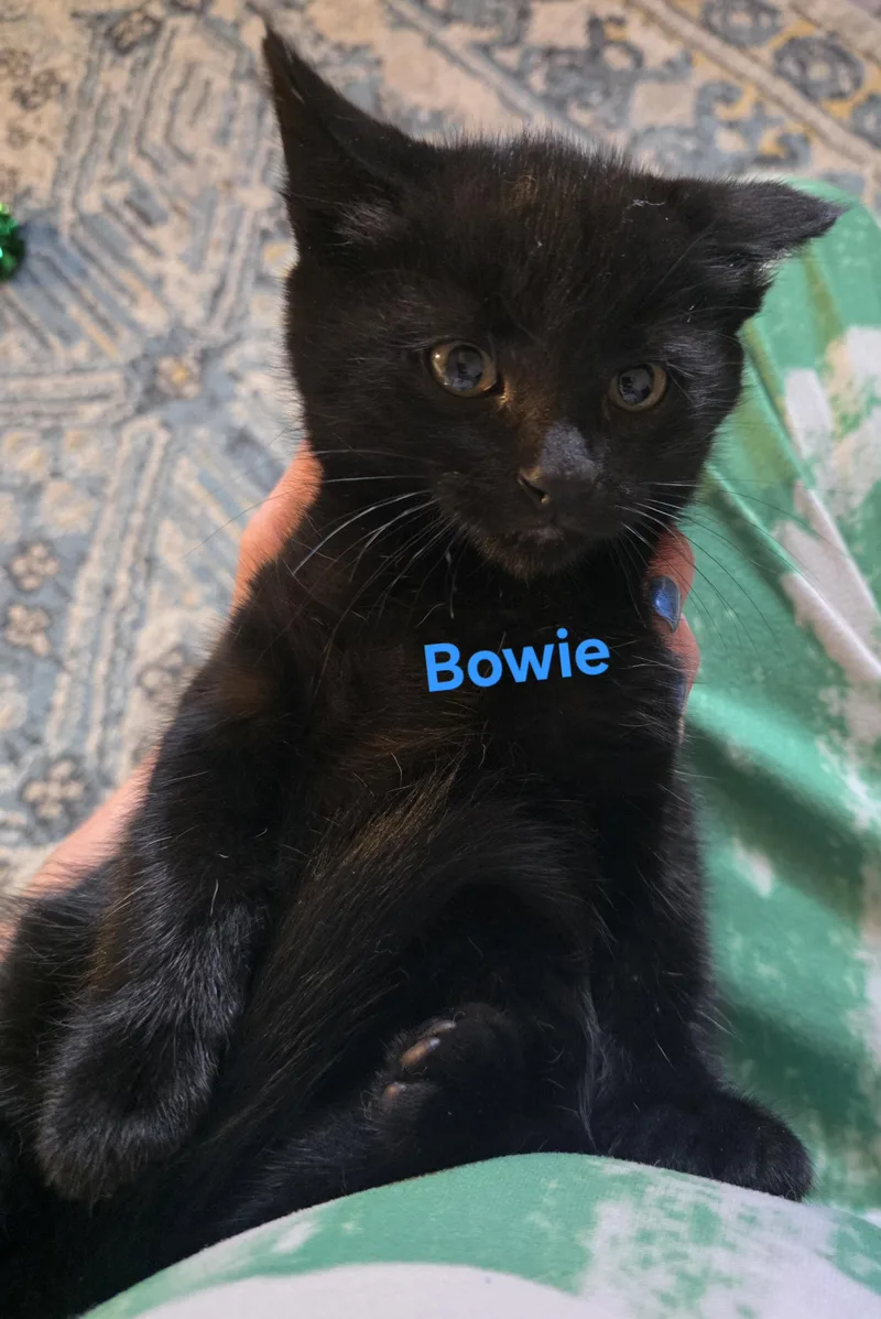 A baby medium-sized male Black Domestic Short Hair cat named Bowie for adoption in Jamesville, NY