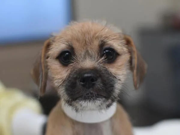 A baby small-sized female Terrier dog named Soul for adoption in Portland, OR