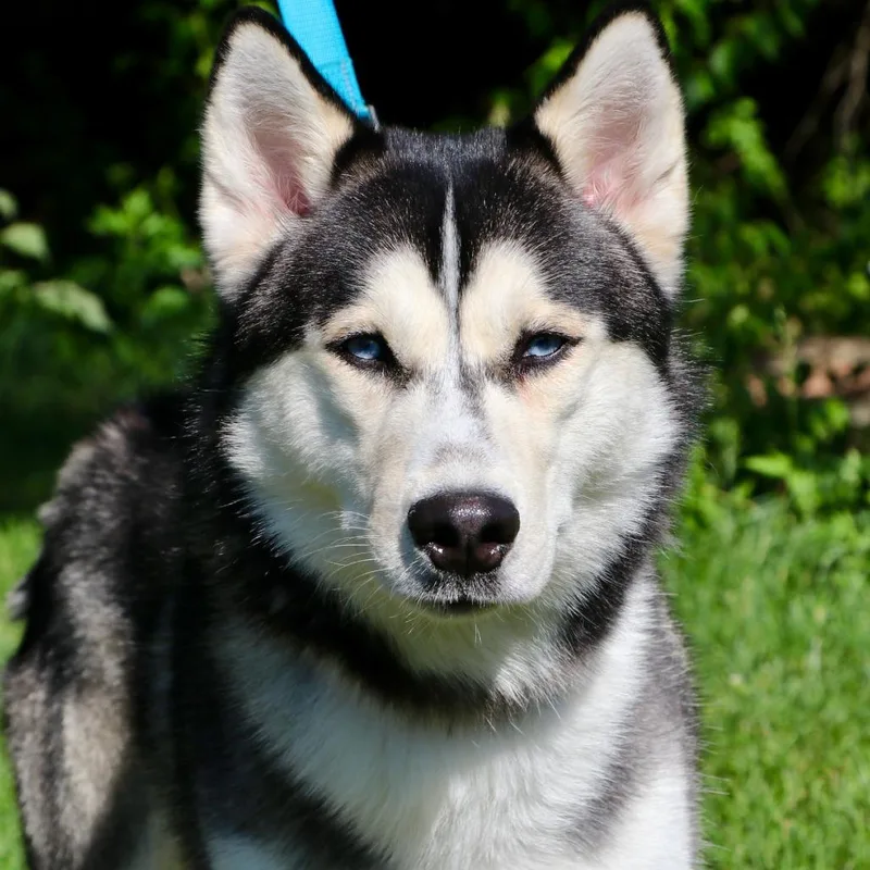 An adult large-sized male Black Mixed Breed dog named Neo for adoption in Allentown, PA