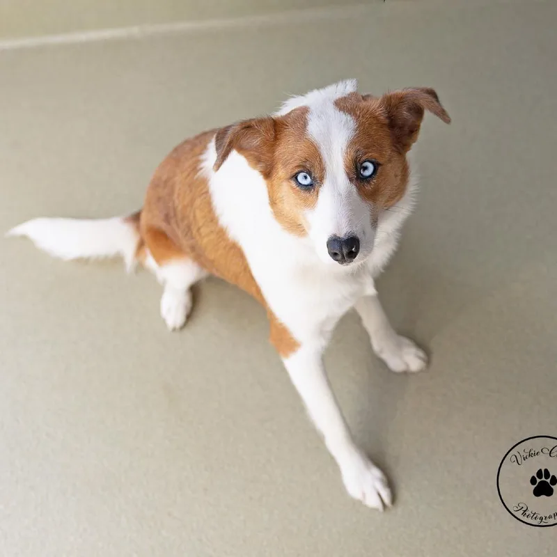 An adult medium-sized female Yellow / Tan / Blond / Fawn Australian Shepherd dog named Wybie for adoption in Abilene, TX