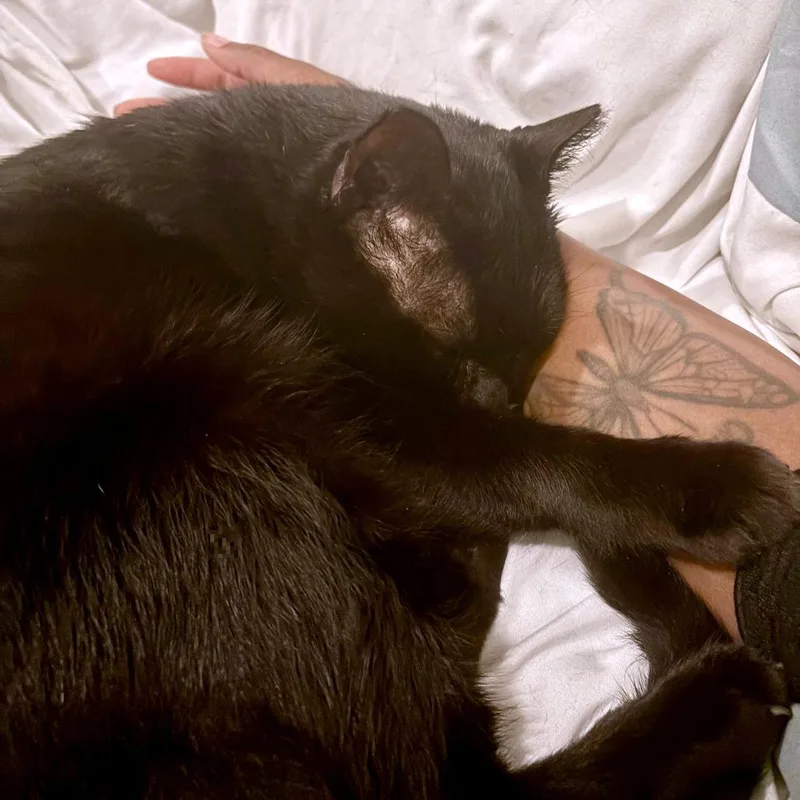 Faulkner thumbnail 2