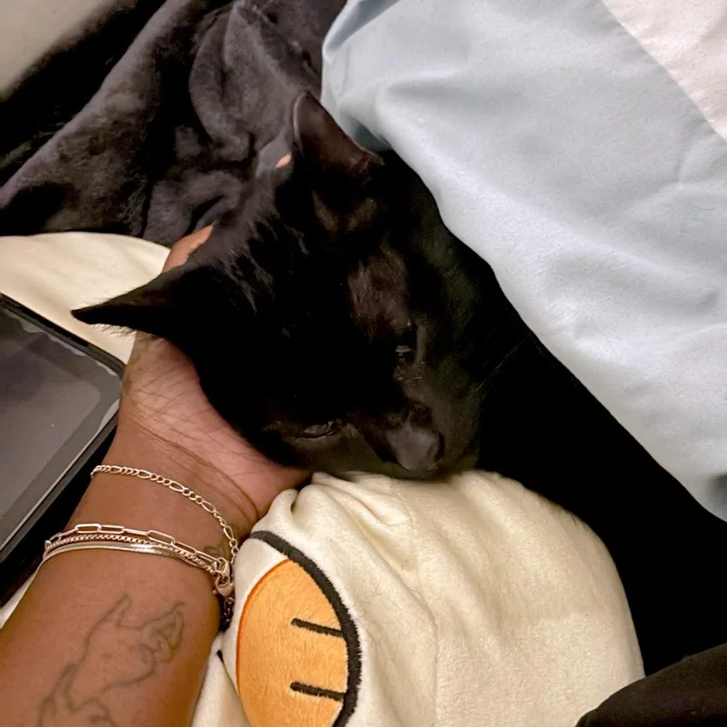 Faulkner thumbnail 3