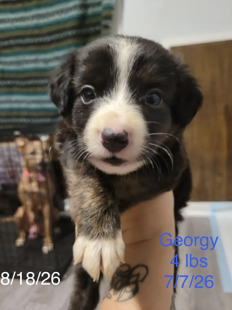 A baby small-sized male Australian Shepherd dog named Georgy for adoption in Welling, OK