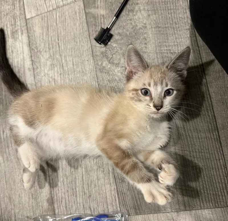 A baby small-sized male Siamese cat named Tiger Woods for adoption in Syracuse, IN