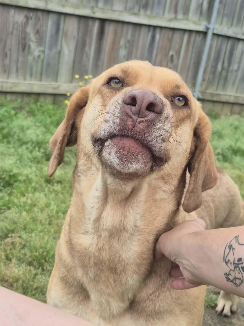 An adult extra large-sized female Yellow / Tan / Blond / Fawn Labrador Retriever dog named Sahara for adoption in Dover, AR