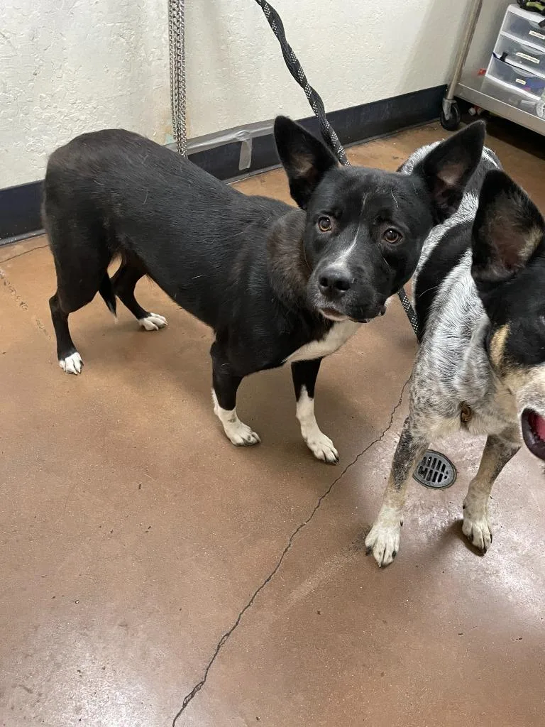 A young medium-sized female Pit Bull Terrier dog named Missy for adoption in Chico, CA