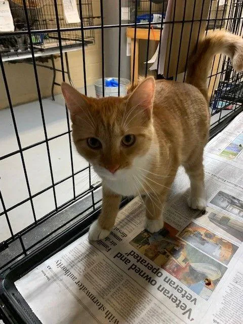 An adult medium-sized female Domestic Medium Hair cat named Holly for adoption in Apollo, PA