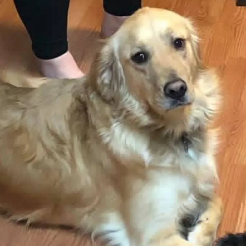 An adult large-sized female Golden Retriever dog named Dixie for adoption in De Soto, KS