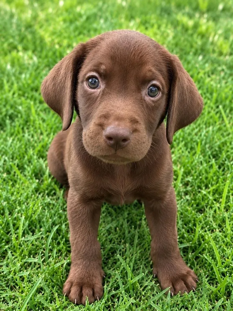 A baby medium-sized female Brown / Chocolate Labrador Retriever dog named Kinder for adoption in Colorado Springs, CO