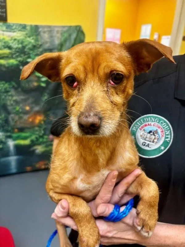 An adult small-sized male Chihuahua dog named Jiffy for adoption in Dallas, GA