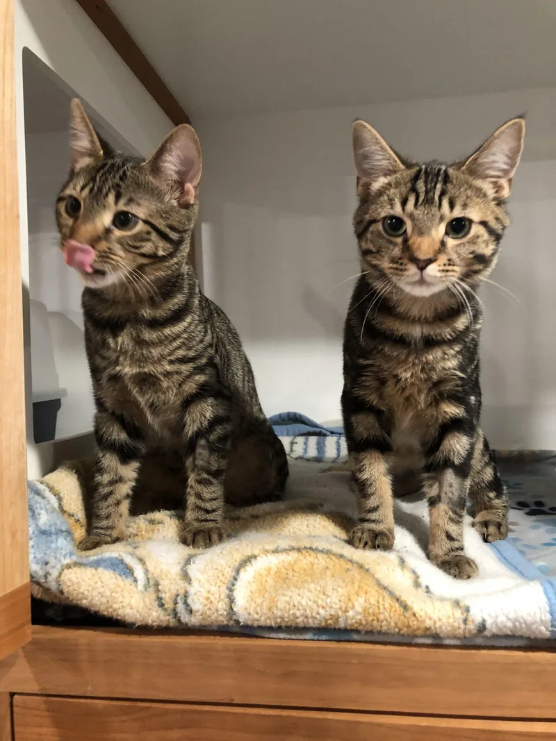 A young small-sized male Tabby (Tiger Striped) Domestic Short Hair cat named Bachman for adoption in Seven Valleys, PA
