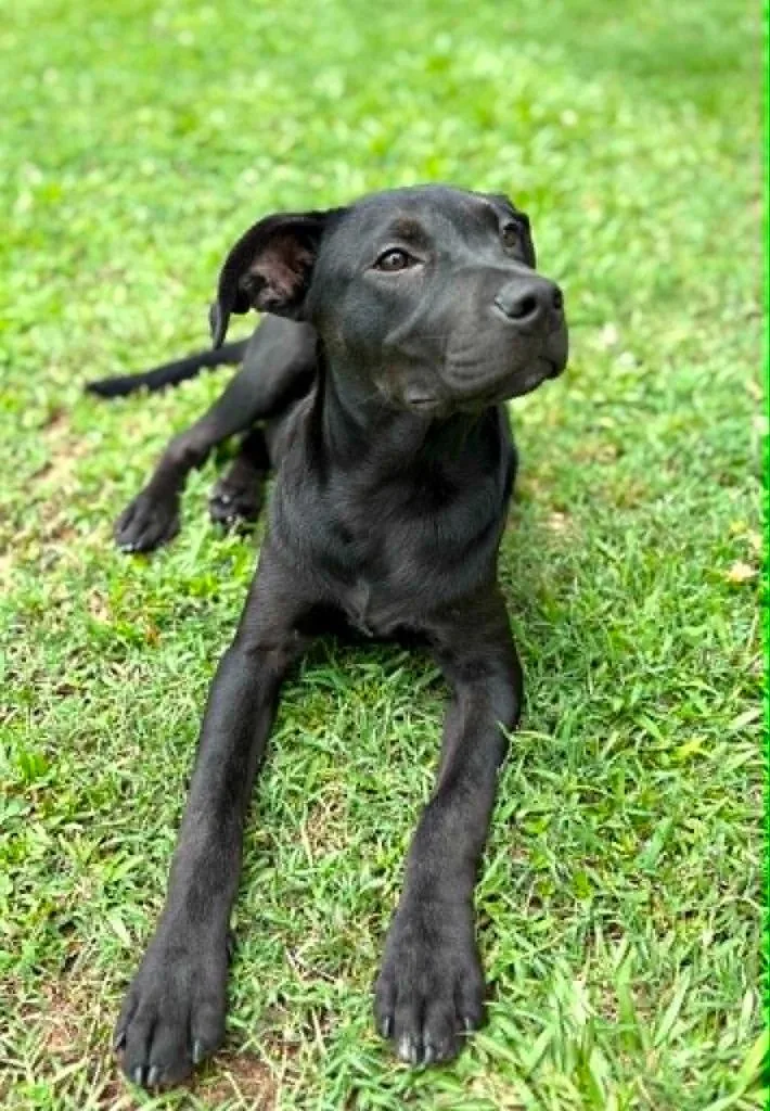 A baby medium-sized female Mixed Breed dog named Ouiser for adoption in Fond Du Lac, WI