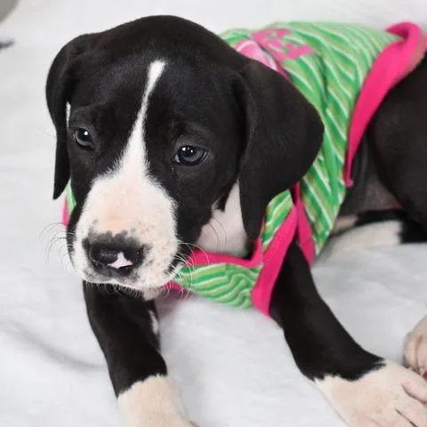 A baby medium-sized female Black Border Collie dog named Queso for adoption in Johnson City, TN