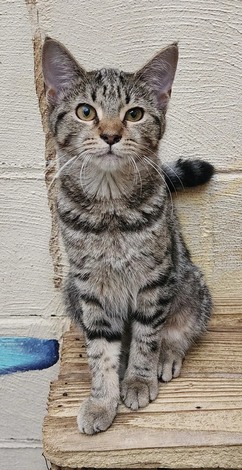 A young medium-sized female Domestic Short Hair cat named Share Bear for adoption in Wetumpka, AL